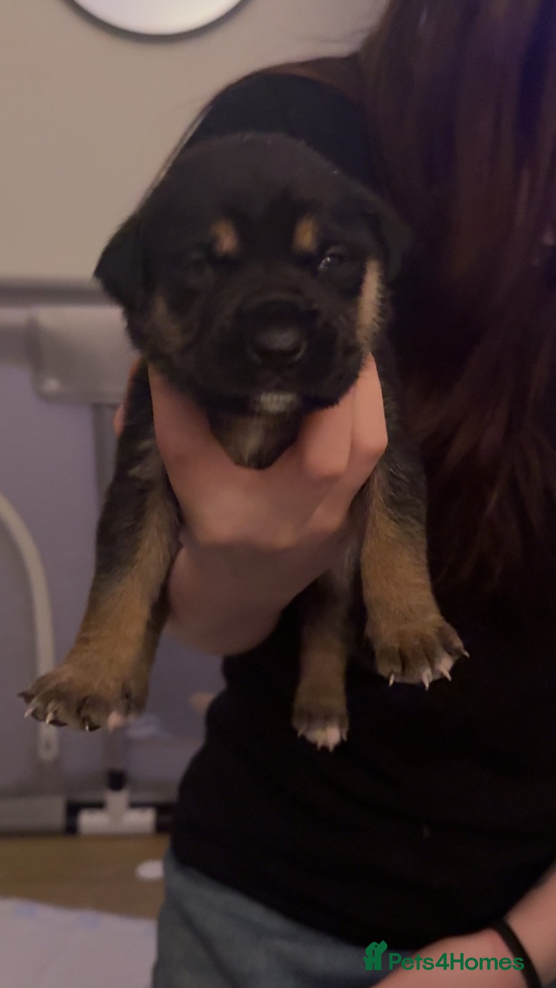 Mixed Breed birds for sale: German shepherd x cane corso pups!  - Advert 2