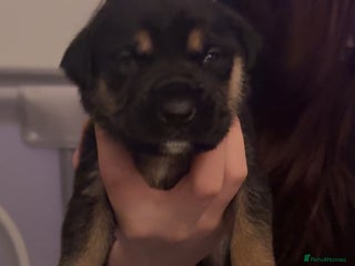 Mixed Breed birds German shepherd x cane corso pups! - Advert 1