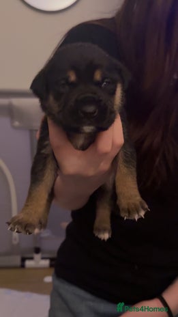Mixed Breed birds German shepherd x cane corso pups! - Advert 16