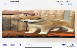 Japanese Akita Inu dogs for sale: Stunning Japanese Akita Inu - Image 12