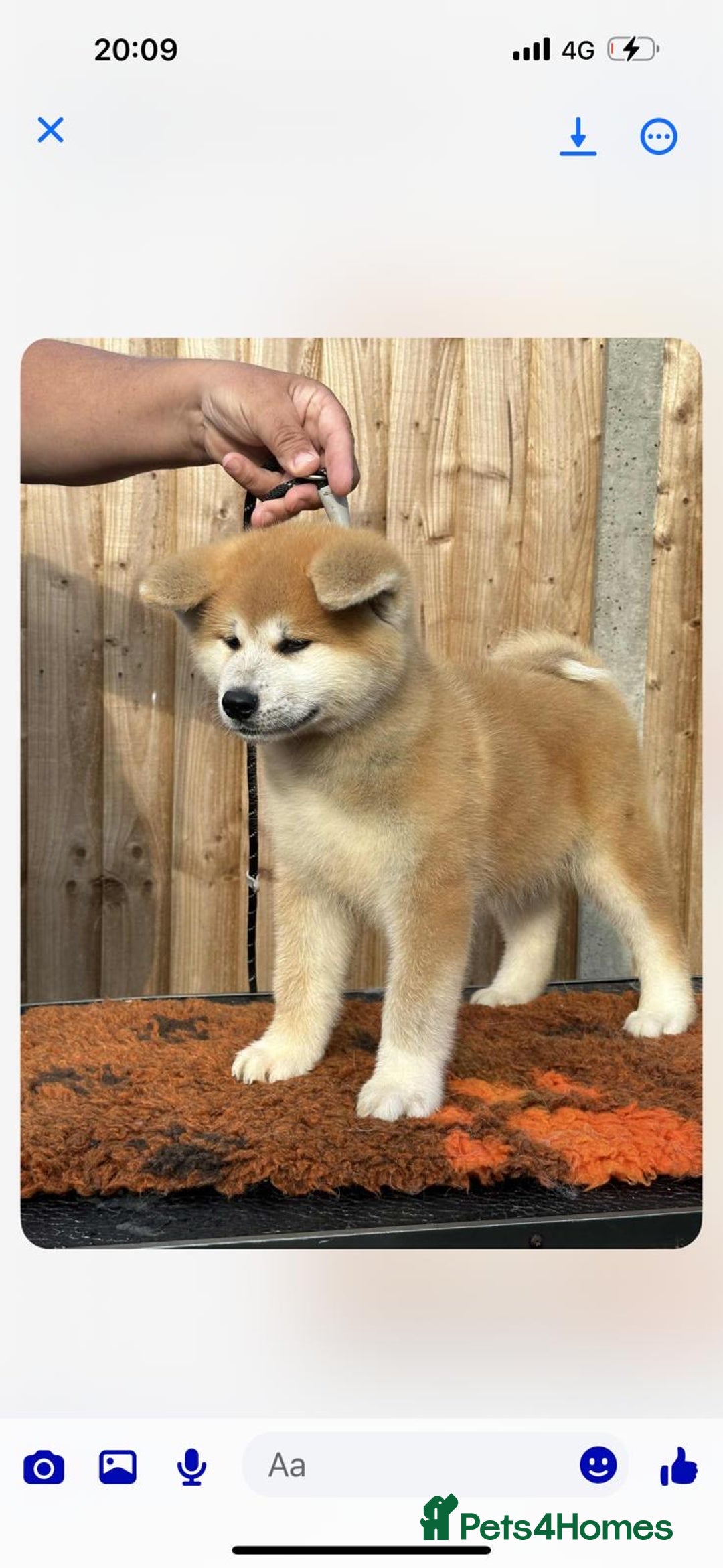 Japanese Akita Inu dogs for sale: Stunning Japanese Akita Inu - Image 12