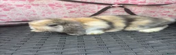 Mini Lop rabbits for sale: Ready to leave 8 week old baby mini lops in Frome - Advert 20