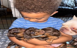 Miniature Dachshund dogs for sale: Mini chocolate Dachshunds in Luton - Image 2