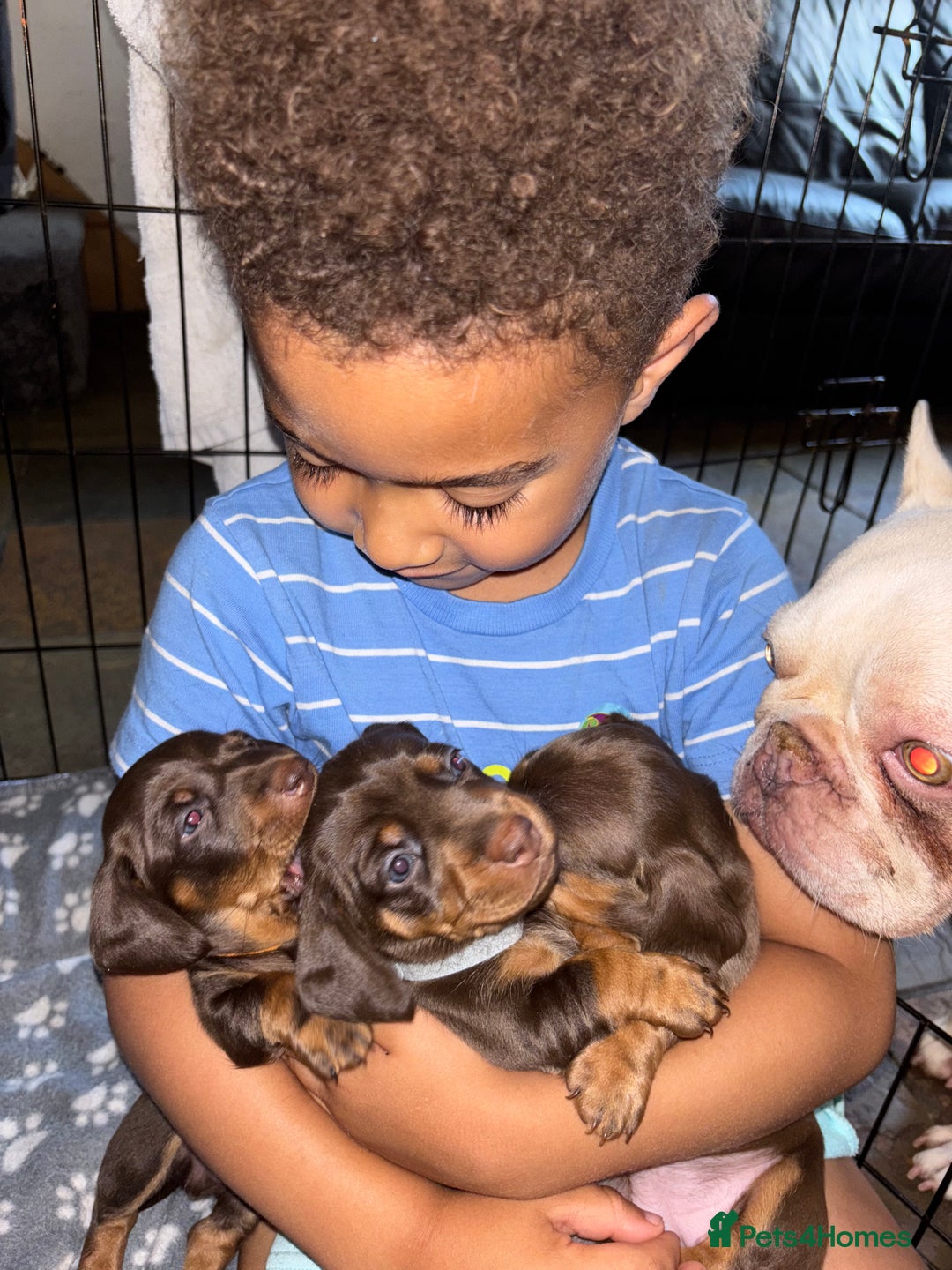 Miniature Dachshund dogs for sale: Mini chocolate Dachshunds in Luton - Image 2
