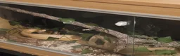 Corn Snake reptiles for sale: Corn snake - Advert 8