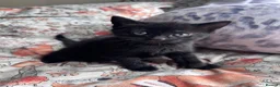 Domestic Shorthair cats for sale: 2 Males left! Black kittens ready 24th June!  - Advert 2