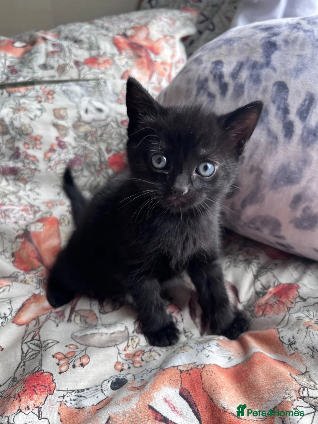 Domestic Shorthair cats for sale: 2 Males left! Black kittens ready 24th June!  - Advert 2