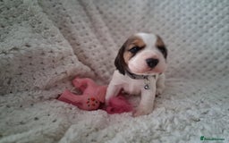 Beagle dogs for sale: KC Registered beagle puppies - Image 22