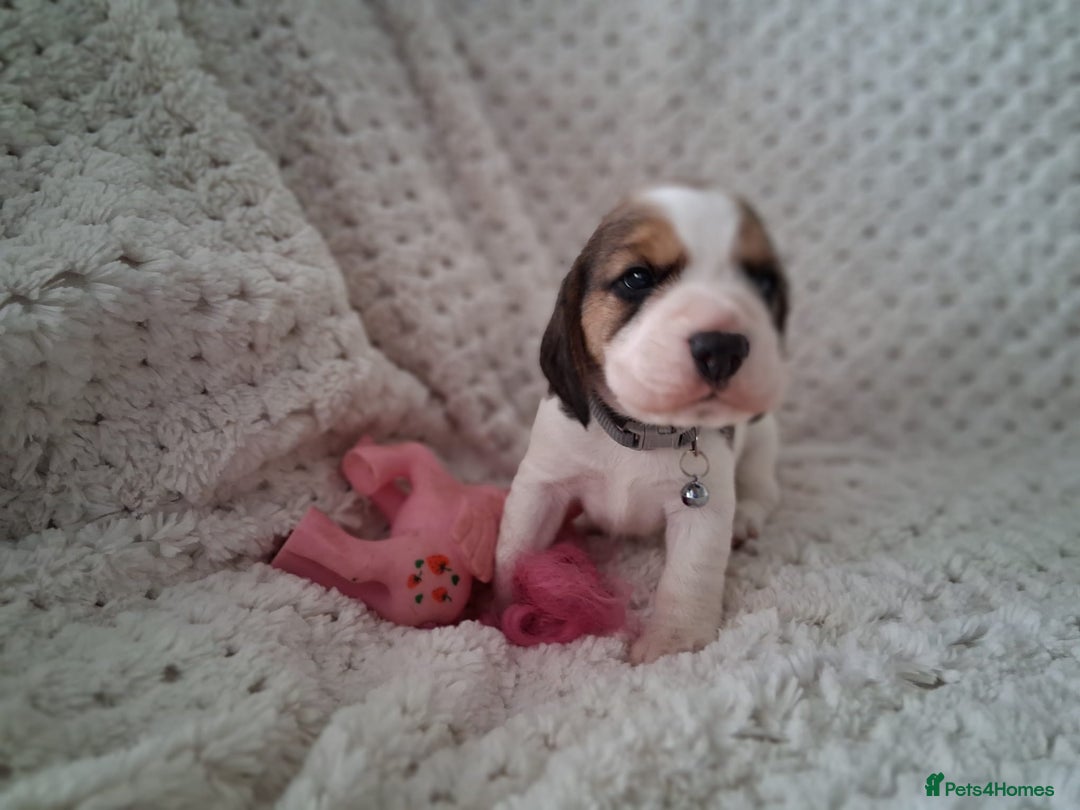 Beagle dogs for sale: KC Registered beagle puppies - Image 22