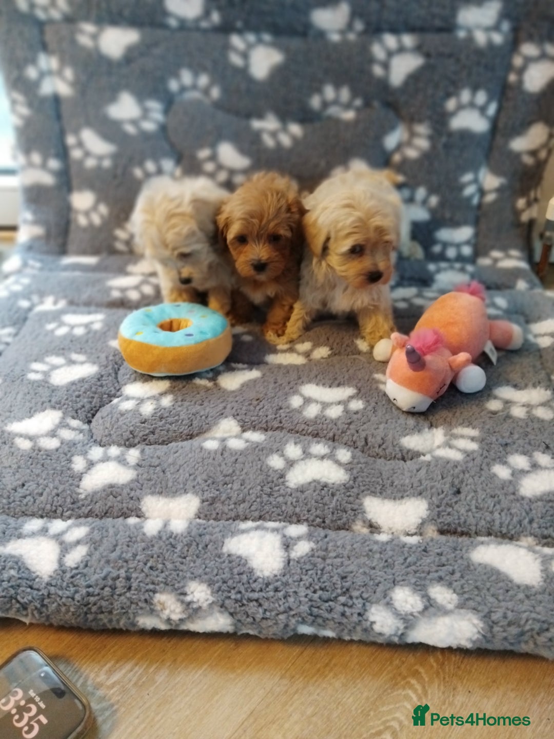 Maltipoo dogs for sale: Maltipoo puppies  - Advert 24