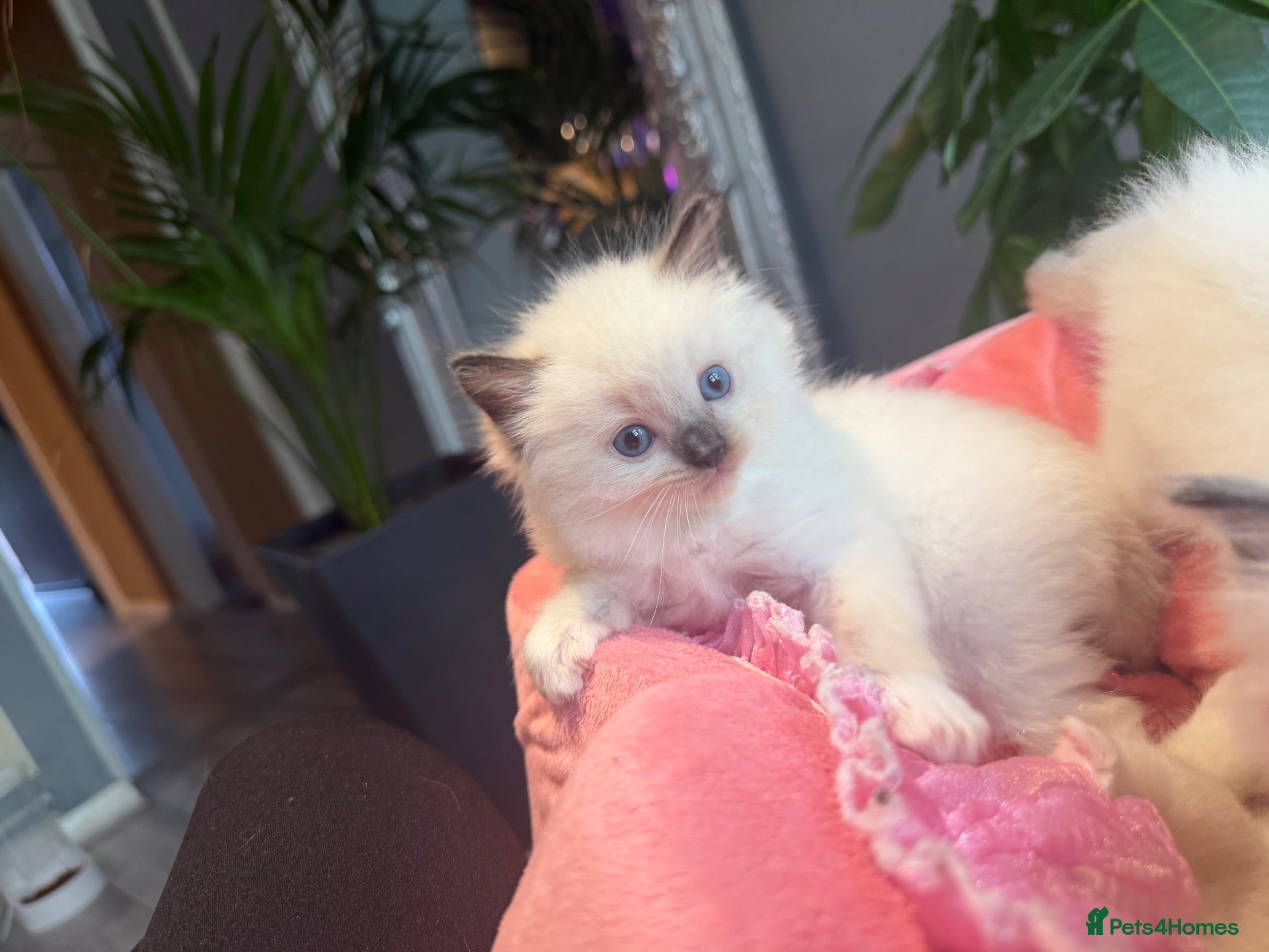 Ragdoll cats Pure breed healthy Ragdolls  - Advert 2