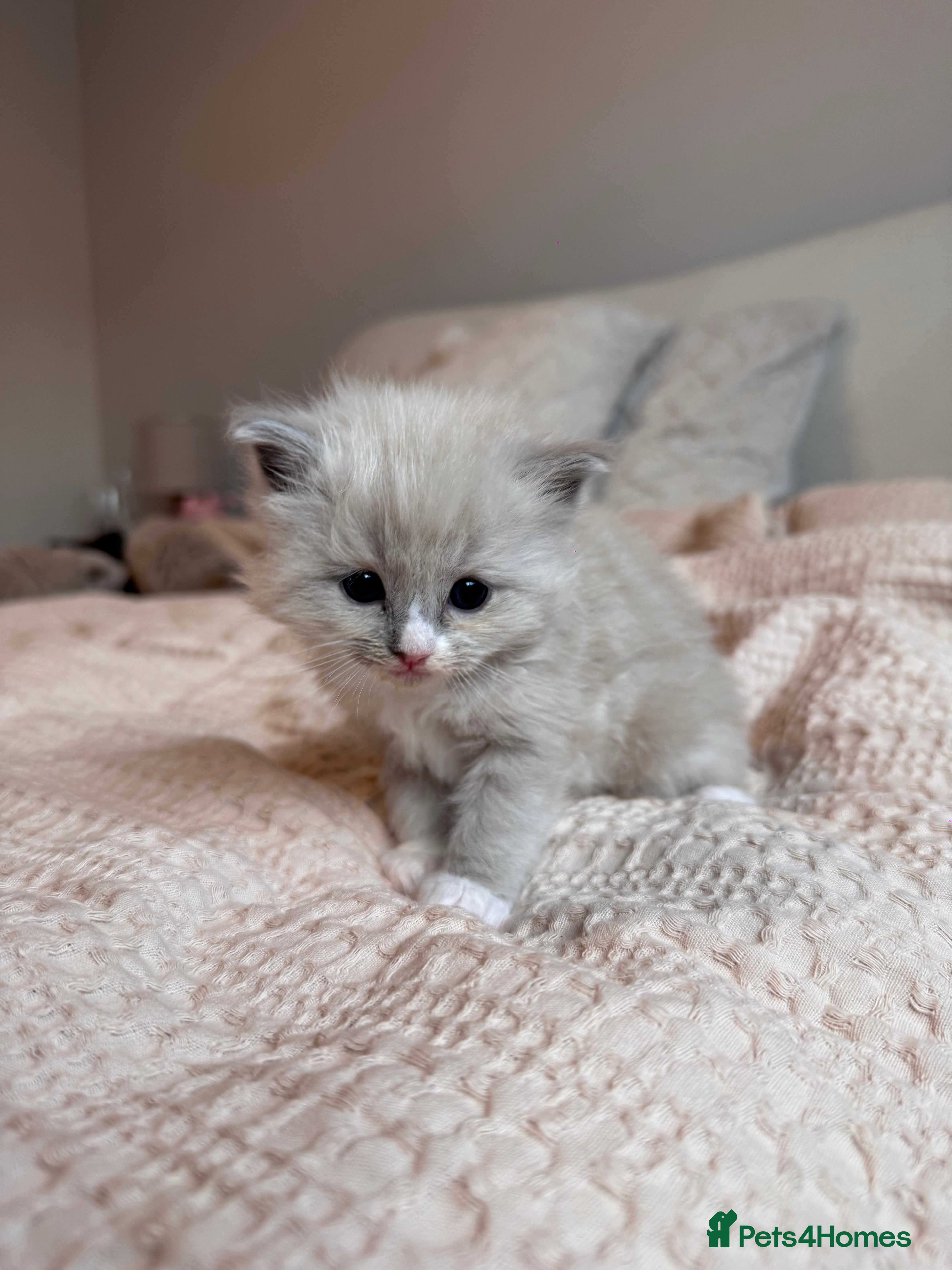 Ragdoll cats 3 beautiful mink ragdoll kittens  - Advert 2