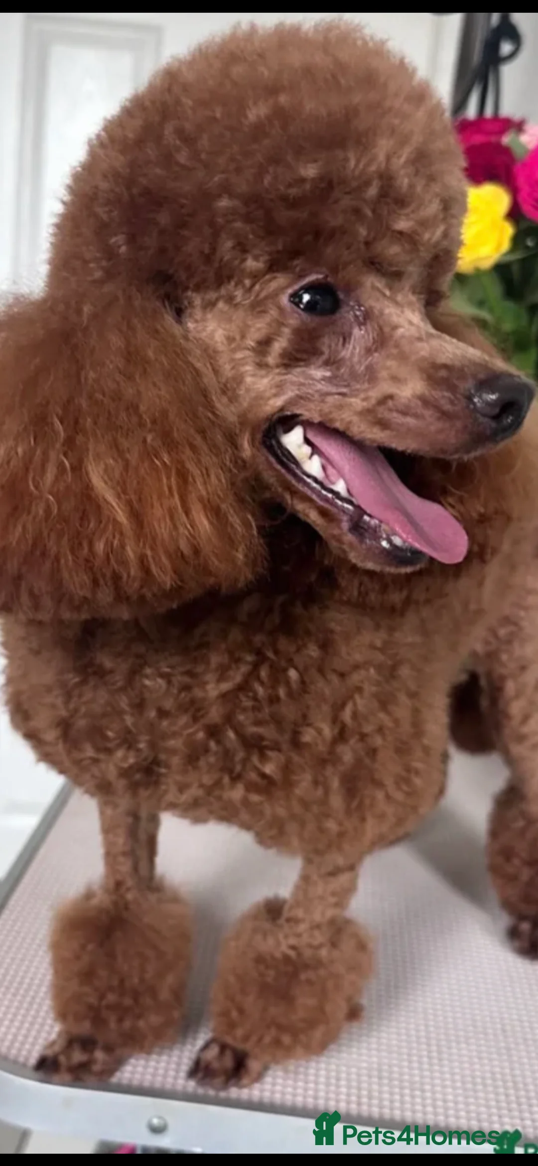 Chipoo dogs for sale: Beautifully brave tiny rare chipoos  - Advert 4