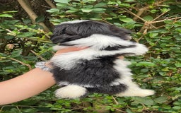Shih Tzu dogs for sale: Shih tzu pups for sale  - Image 6