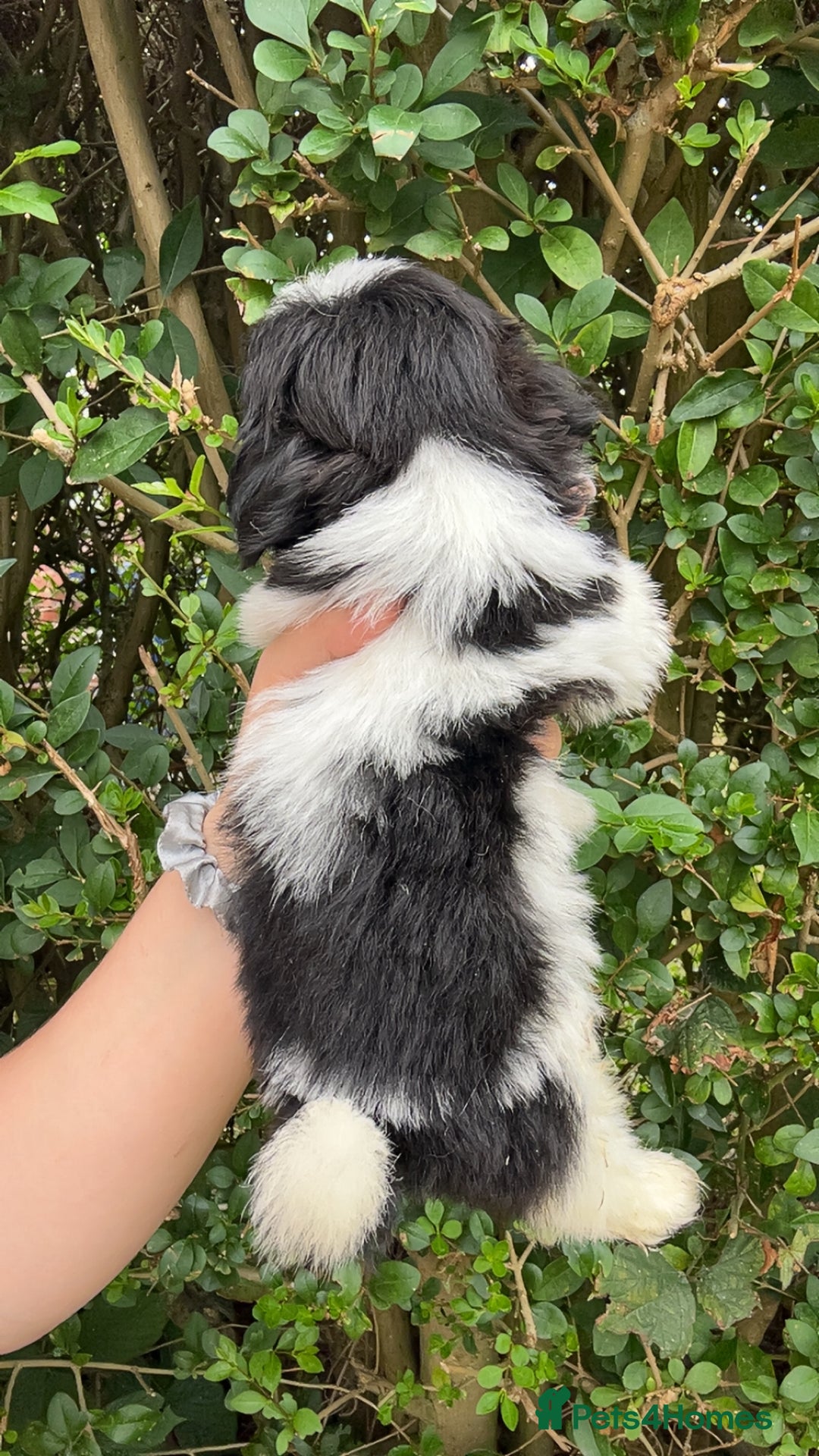 Shih Tzu dogs for sale: Shih tzu pups for sale  - Image 6