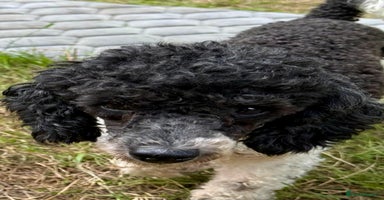 Poodle dogs - Advert 2