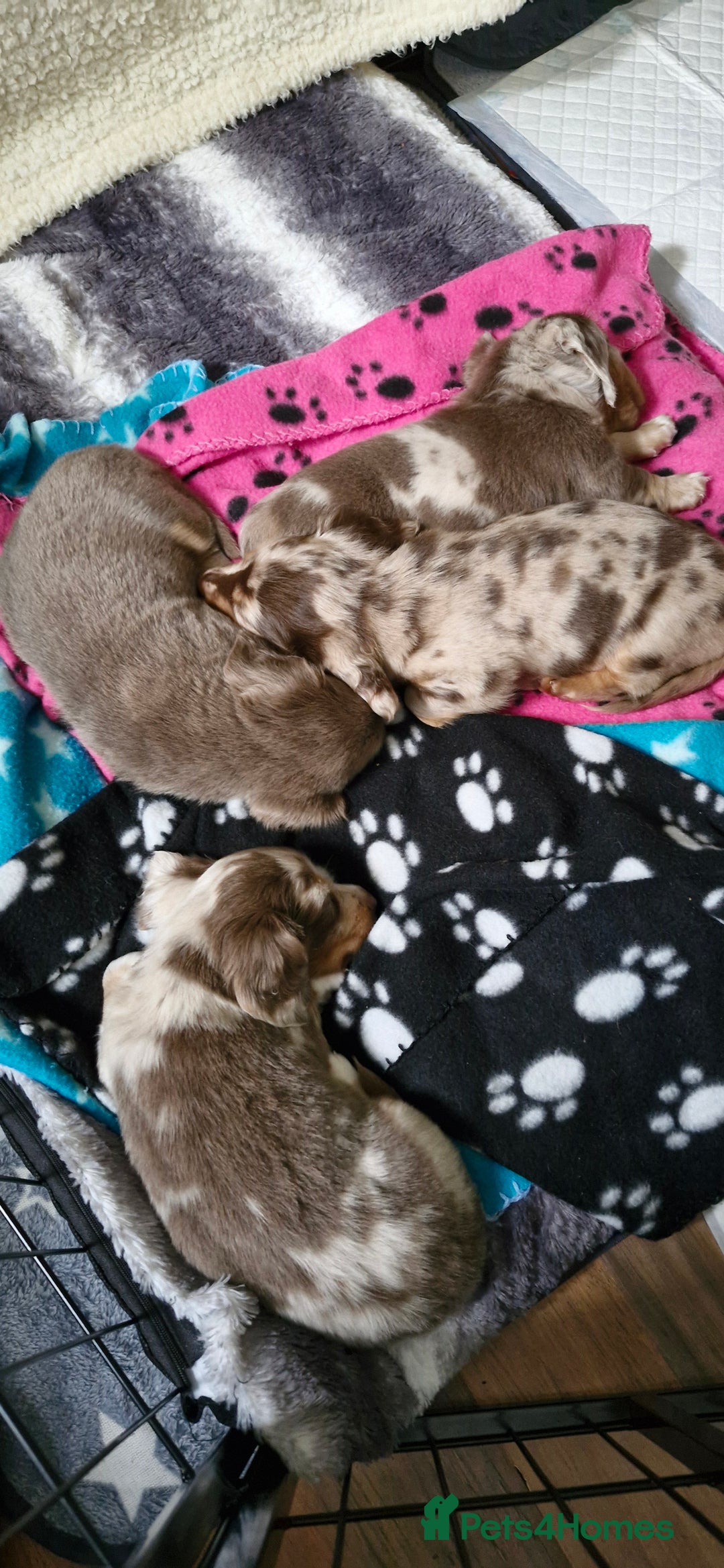 Miniature Dachshund dogs for sale: Longhaired miniature dachshunds  - Image 14