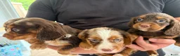 Cocker Spaniel dogs for sale: Cocker spaniel supplies for sale - Advert 11