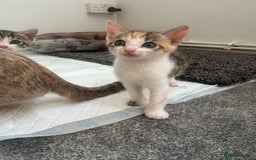 Bengal cats for sale: Bengal Calico kittens  - Image 21