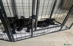 Belgian Shepherd Dog dogs for sale: Malinois x Dutch herder ready now to collect ! in Wingate - Image 2