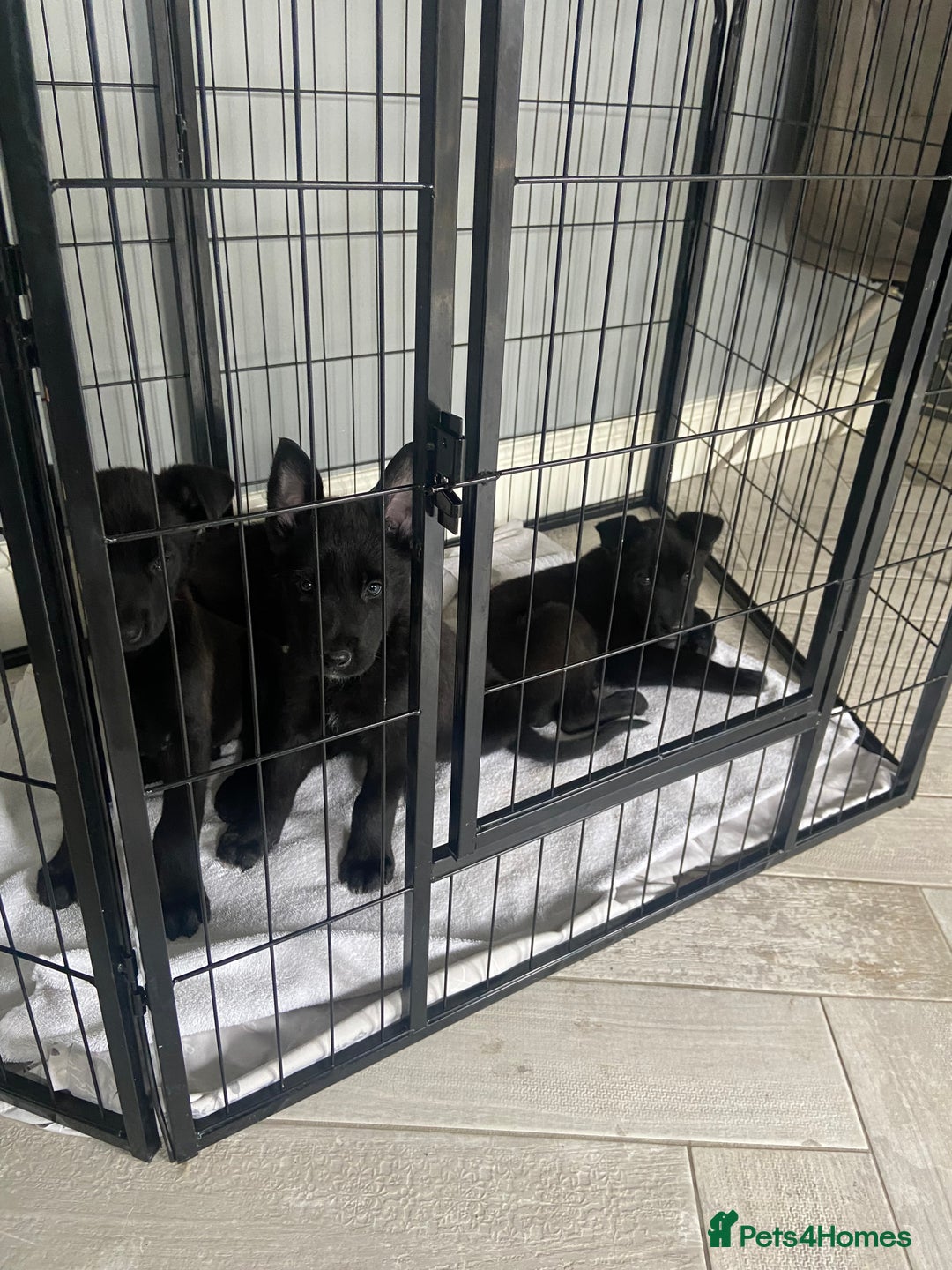 Belgian Shepherd Dog dogs for sale: Malinois x Dutch herder ready now to collect ! in Wingate - Image 2