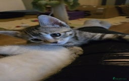 Mixed Breed cats for sale: Last little girl wanting forever home - Advert 7