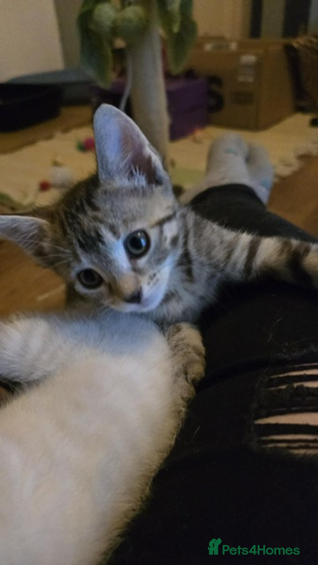 Mixed Breed cats for sale: Last little girl wanting forever home - Advert 7