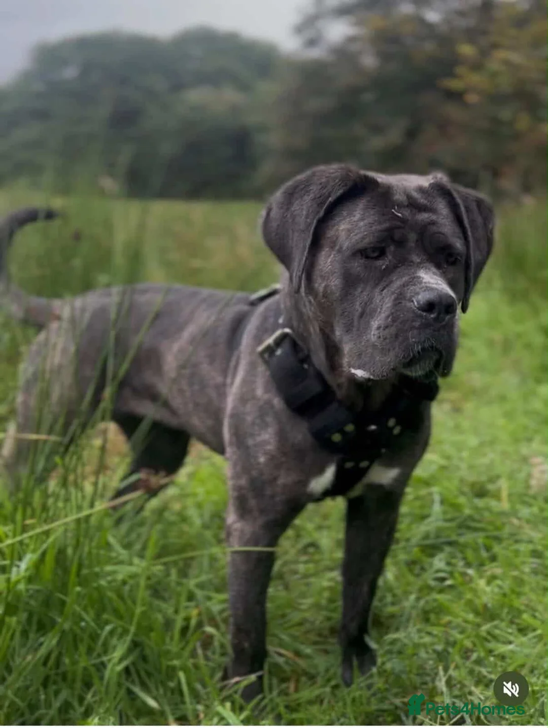 Cane Corso dogs for sale: Blue Brindle Cane Corso Female - Advert 3