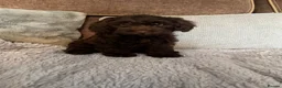 Cockapoo dogs for sale: 💙Beautiful,super friendly,Cockapoo F1 Puppies  - Advert 3