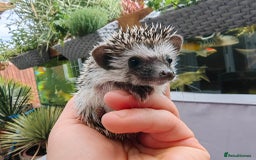 Pygmy Hedgehog rodents for sale: African pygmy hedgehogs - Image 18