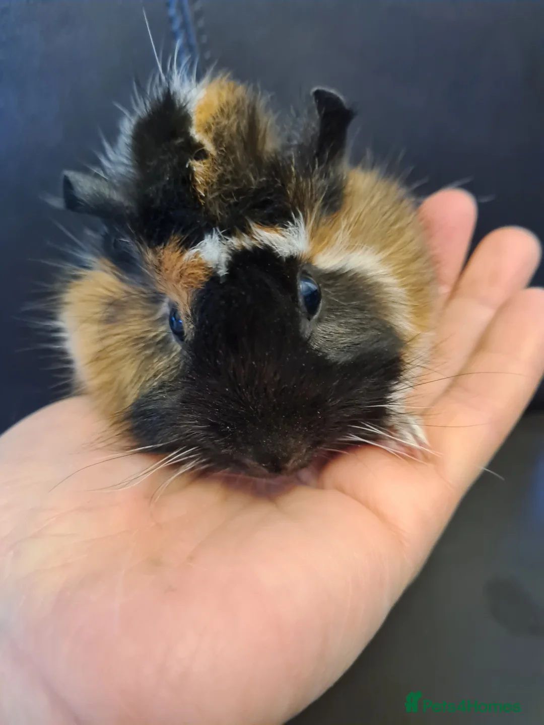 Guinea Pig rodents for sale: Beautiful fluffy baby sisters  - Advert 11
