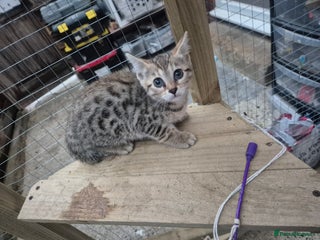 Bengal cats Bengal female cross kitten - Advert 10