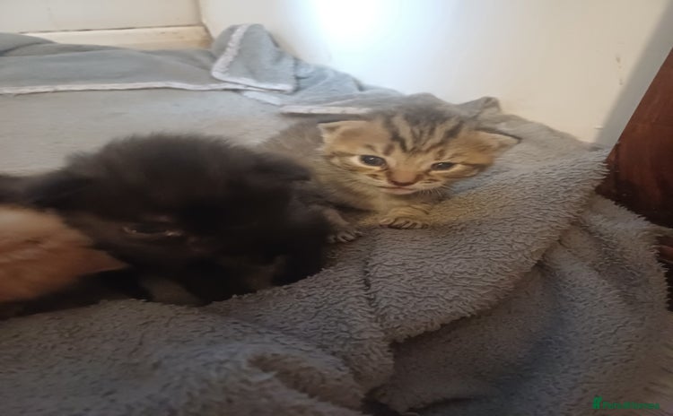 Mixed Breed cats - Advert 20