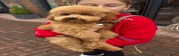 Toy Poodle dogs for sale: Toy poodle for sale  - Advert 5
