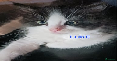 Ragdoll cats - Advert 4