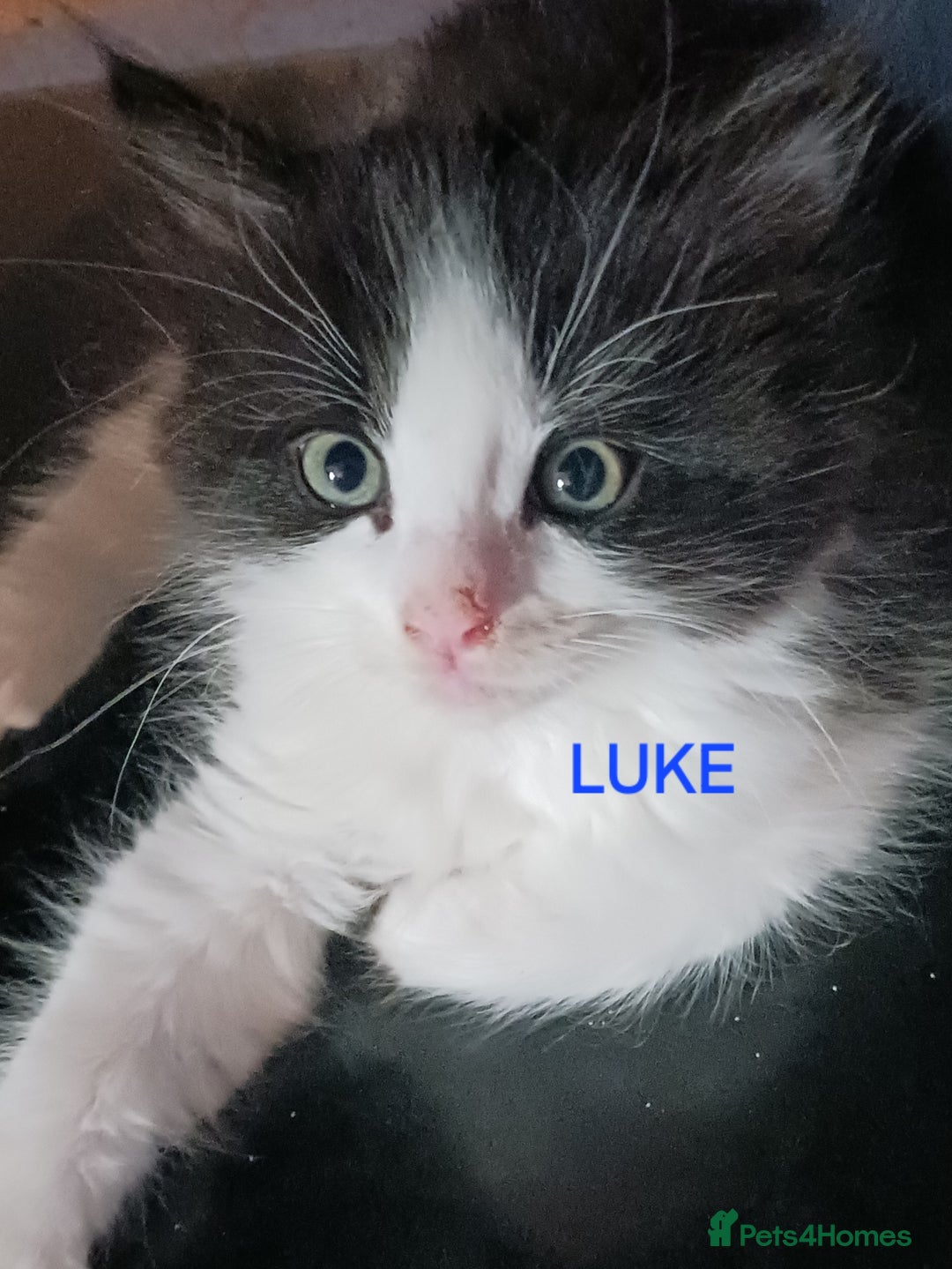 Ragdoll cats for sale: CUTE SOLID RAGDOLL KITTENS  - Image 3