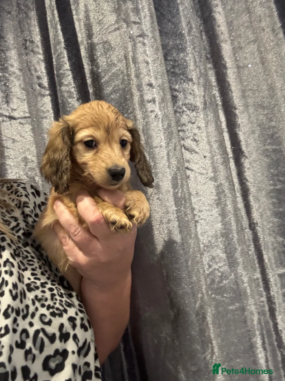 Dachshund dogs for sale: 8 weeks old English cream puppy  - Advert 6