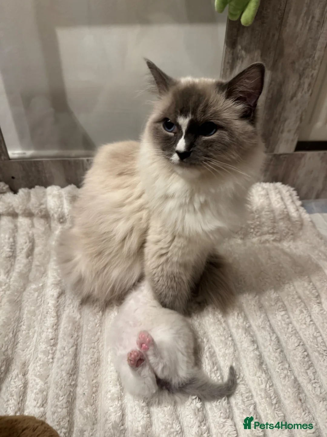 Ragdoll cats for sale: Gorgeous Ragdoll  - Advert 1