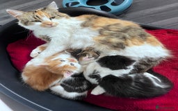 Mixed Breed cats for sale: Gorgeous Fluffy Kittens - Image 17