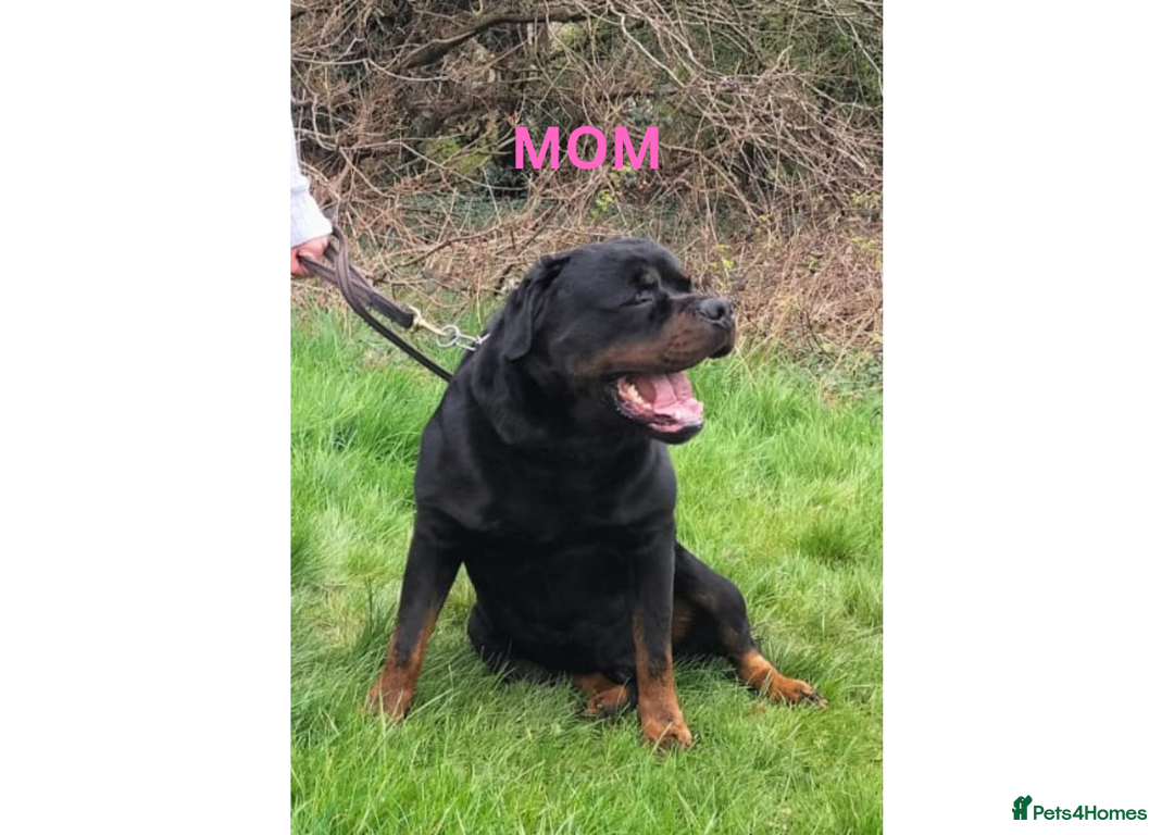 Rottweiler dogs for sale: Rottweiler Puppies KC Registered- Ready to Leave - Advert 2