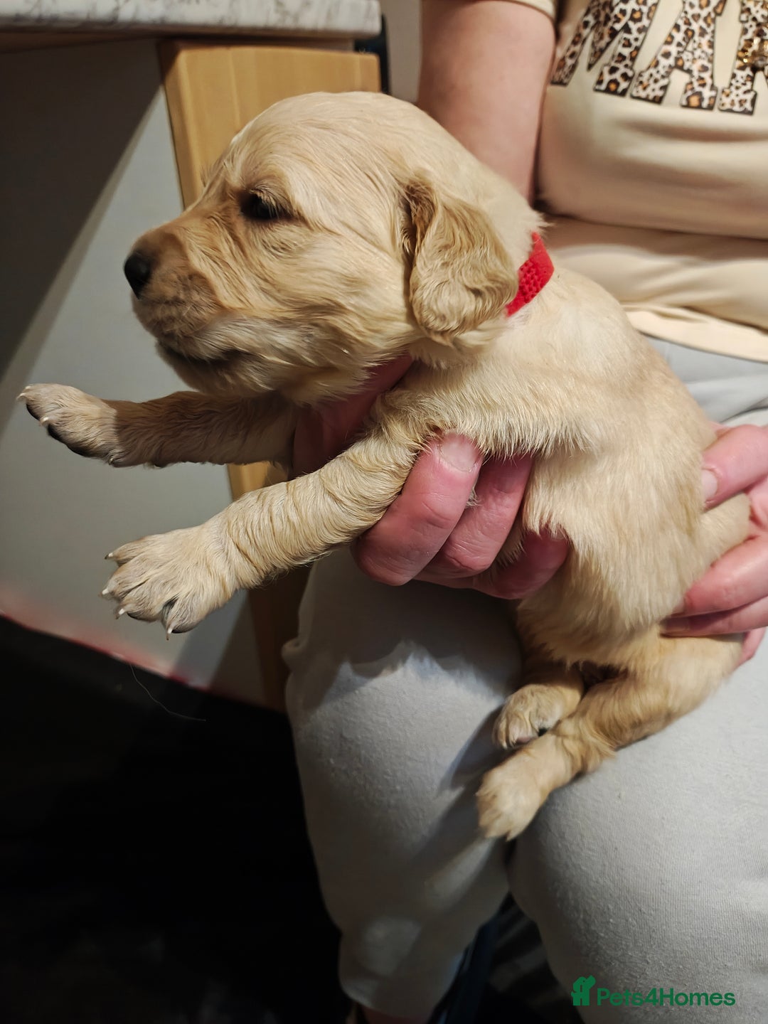 Golden Retriever dogs for sale: 10 Beautiful Golden Retriever puppies  - Advert 18