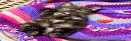 Mixed Breed cats for sale: 💖 MAINE COON X RAGDOLL *PARENTS HEALTH TESTED* 💖 - Advert 24