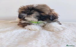 Shih Tzu dogs for sale: Beautiful Shih tzu puppies 🫶🏼 - Image 9