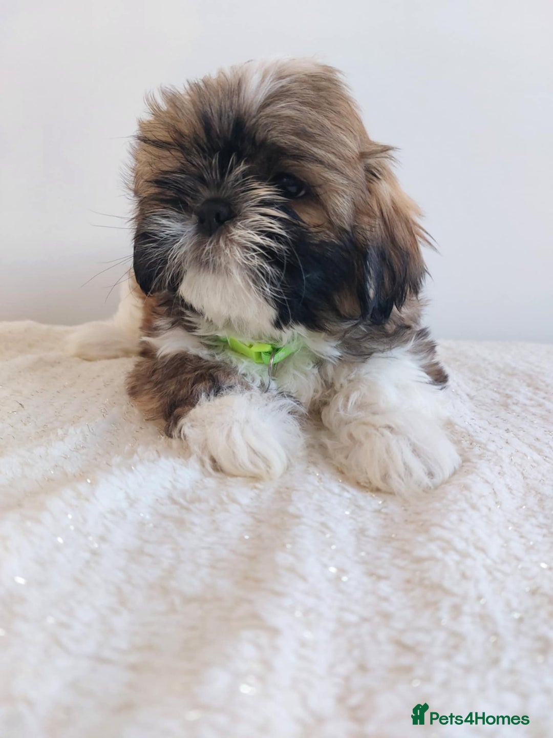 Shih Tzu dogs for sale: Beautiful Shih tzu puppies 🫶🏼 - Image 9