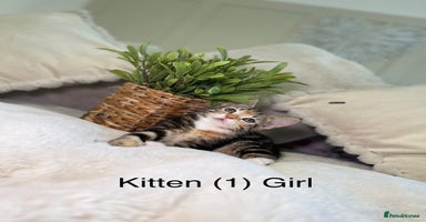 Mixed Breed cats - Advert 9