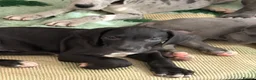 Great Dane dogs for sale: High Quality Great Dane Puppies - Advert 24