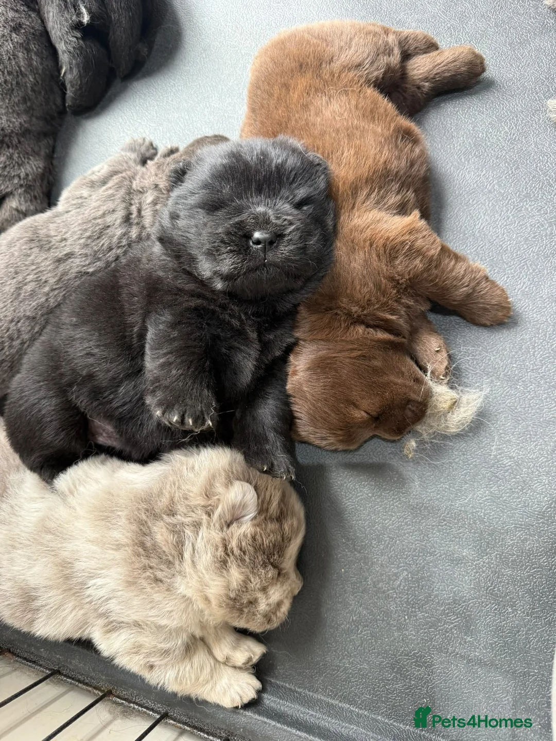 Chow Chow dogs for sale: Chows - Advert 2