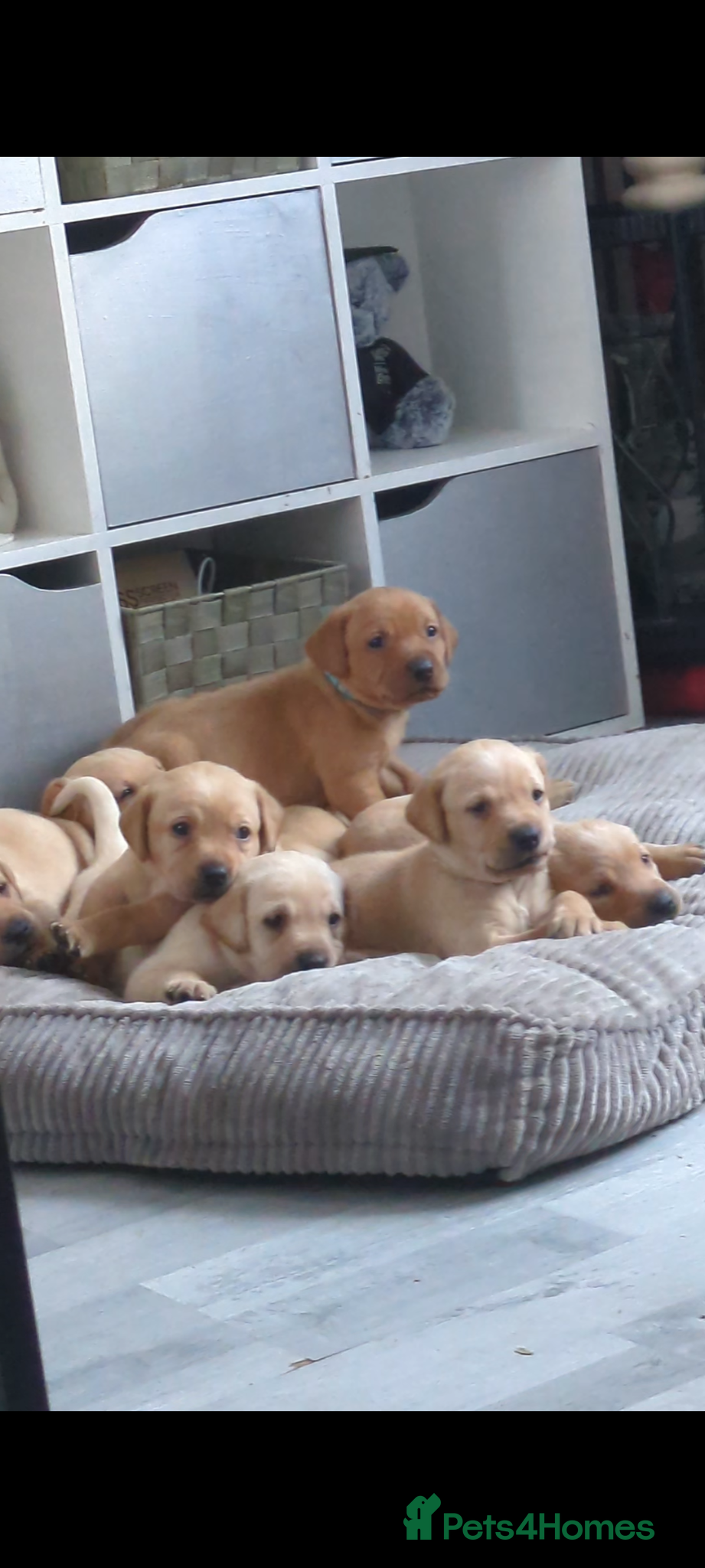 Labrador Retriever dogs Chunky Labrador puppies  - Advert 7