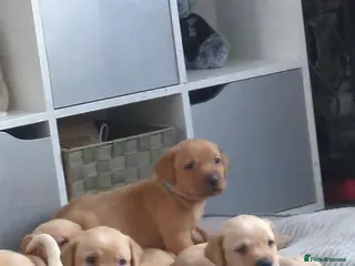 Labrador Retriever dogs Chunky Labrador puppies - Advert 7