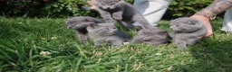 British Shorthair cats for sale: BEAUTIFUL Scottish Fold British Shorthair kitten in Leeds - Advert 8